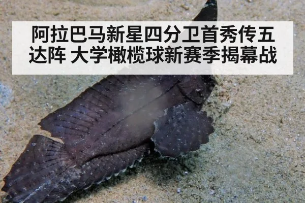 阿拉巴马新星四分卫首秀传五达阵 大学橄榄球新赛季揭幕战
